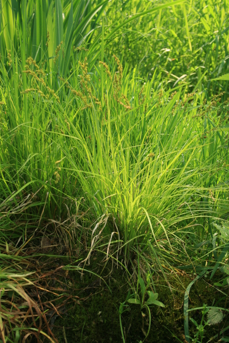 Walzensegge (Carex elongata) - © Emanuel Trummer Walzensegge (Carex elongata) - © Emanuel Trummer
